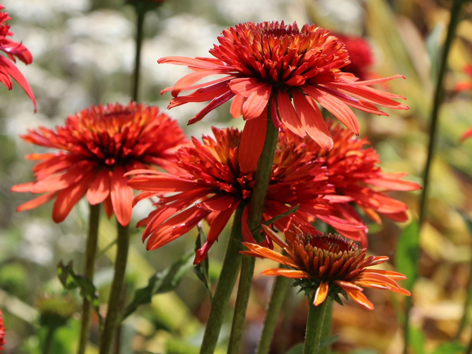 Scheinsonnenhut 'Irresistible' Echinacea purpurea 'Irresistible