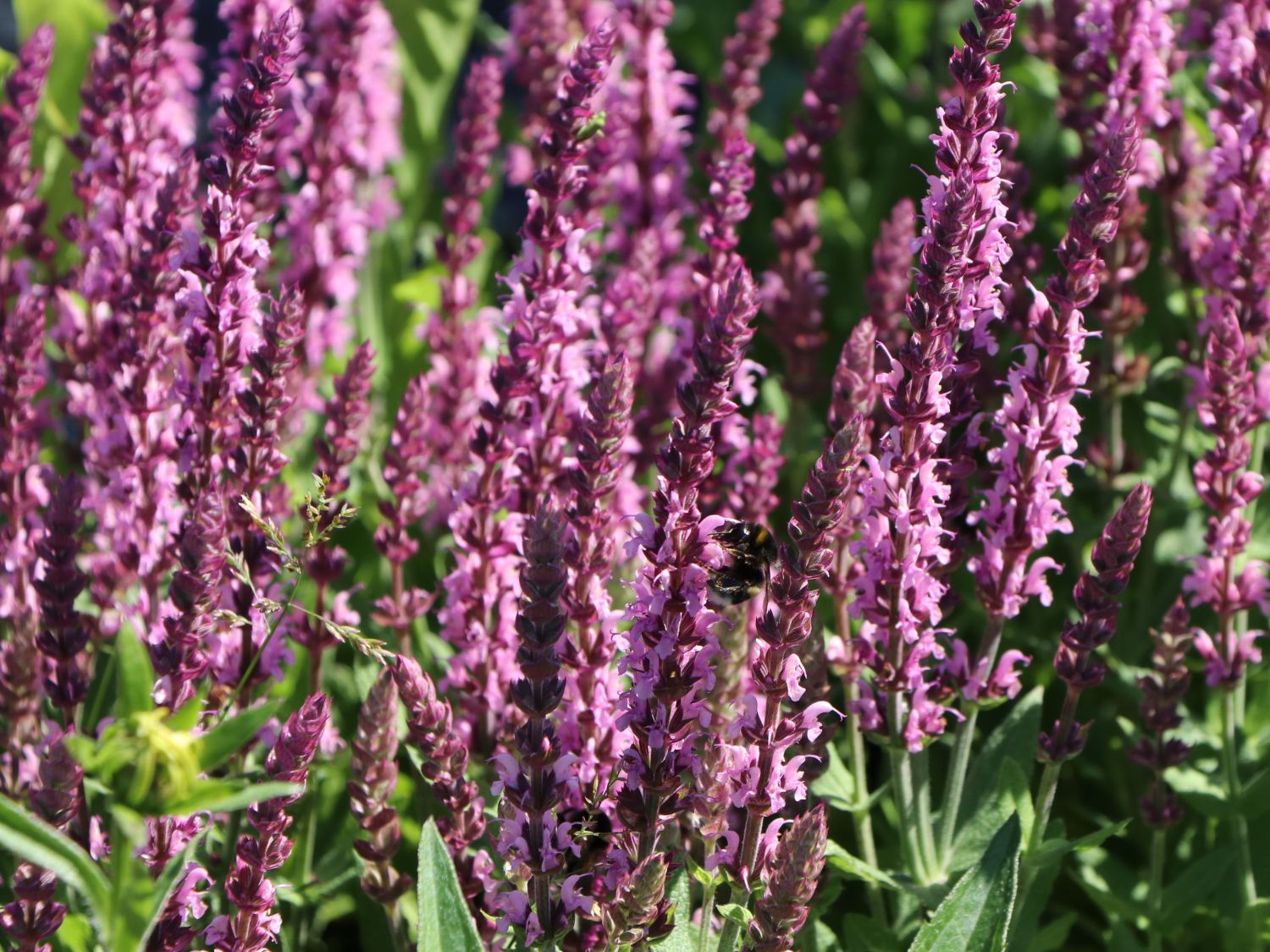 BlütenSalbei 'Pink Delight' Expertenwissen zu dieser Staude