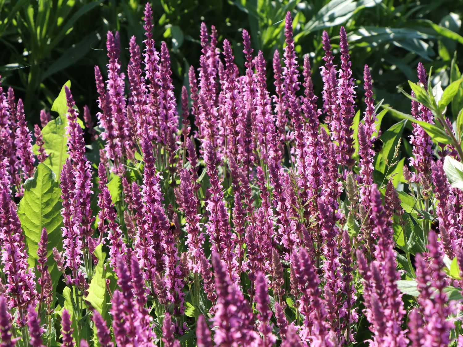BlütenSalbei 'Pink Delight' Salvia nemorosa 'Pink Delight