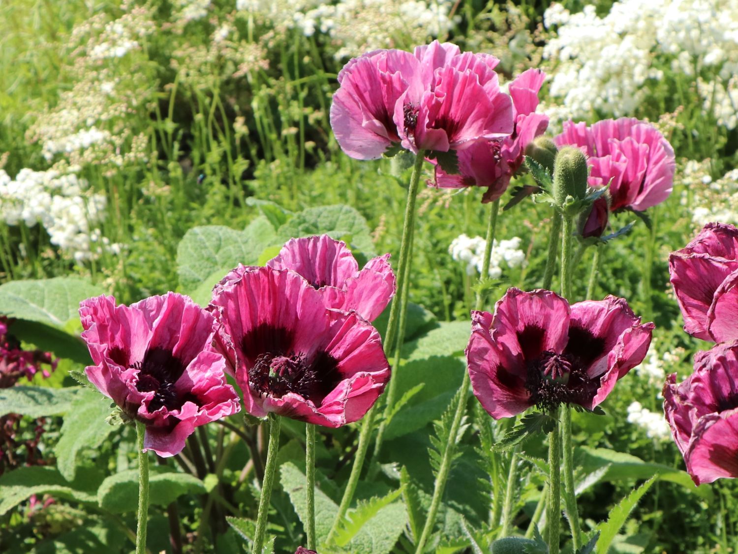Orientalischer Mohn &amp;#39;Manhattan&amp;#39; - Beste Sorten &amp; Stauden-Wissen