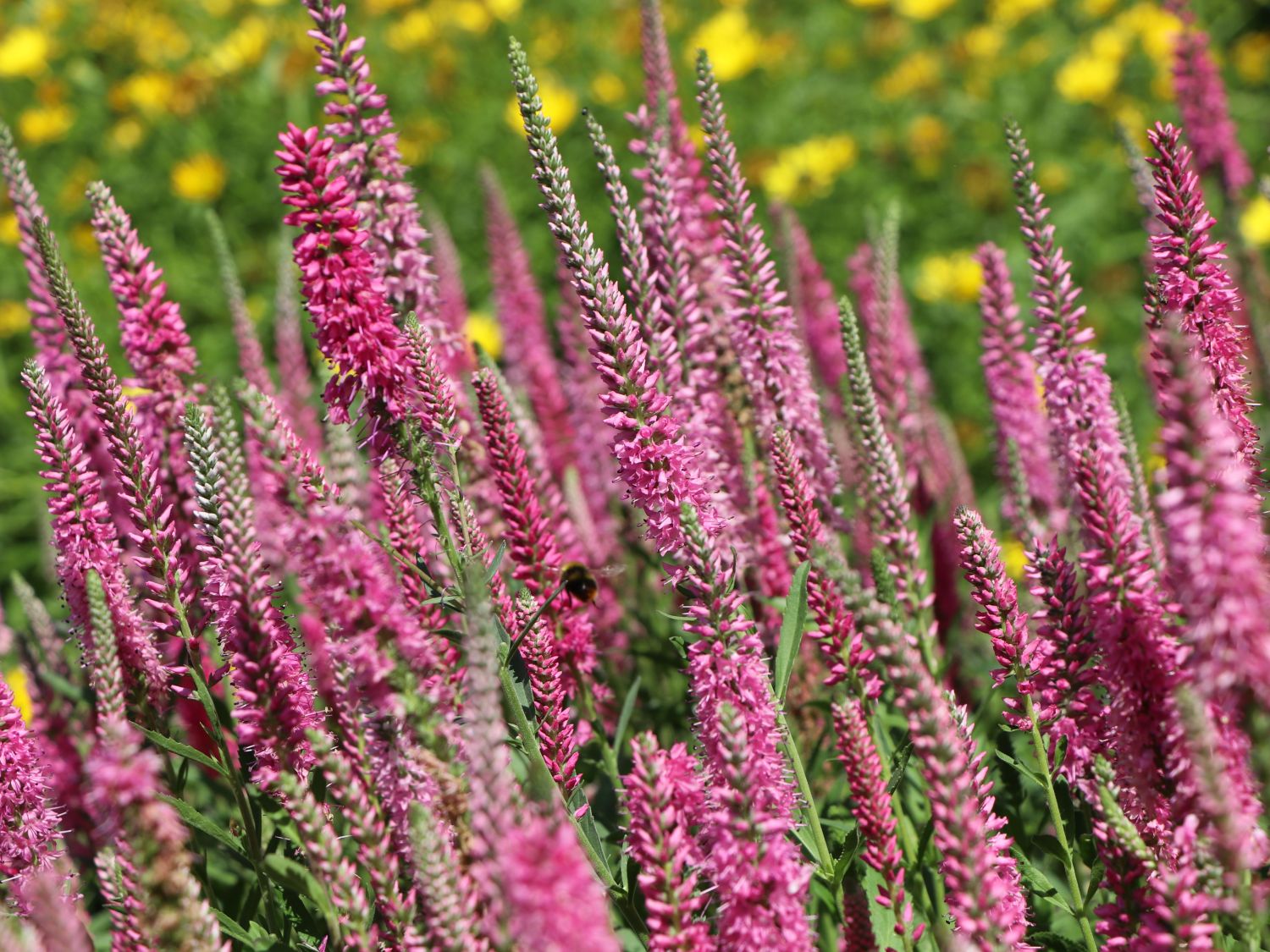 Scheinähriger Ehrenpreis 'Rosea' Veronica spicata 'Rosea