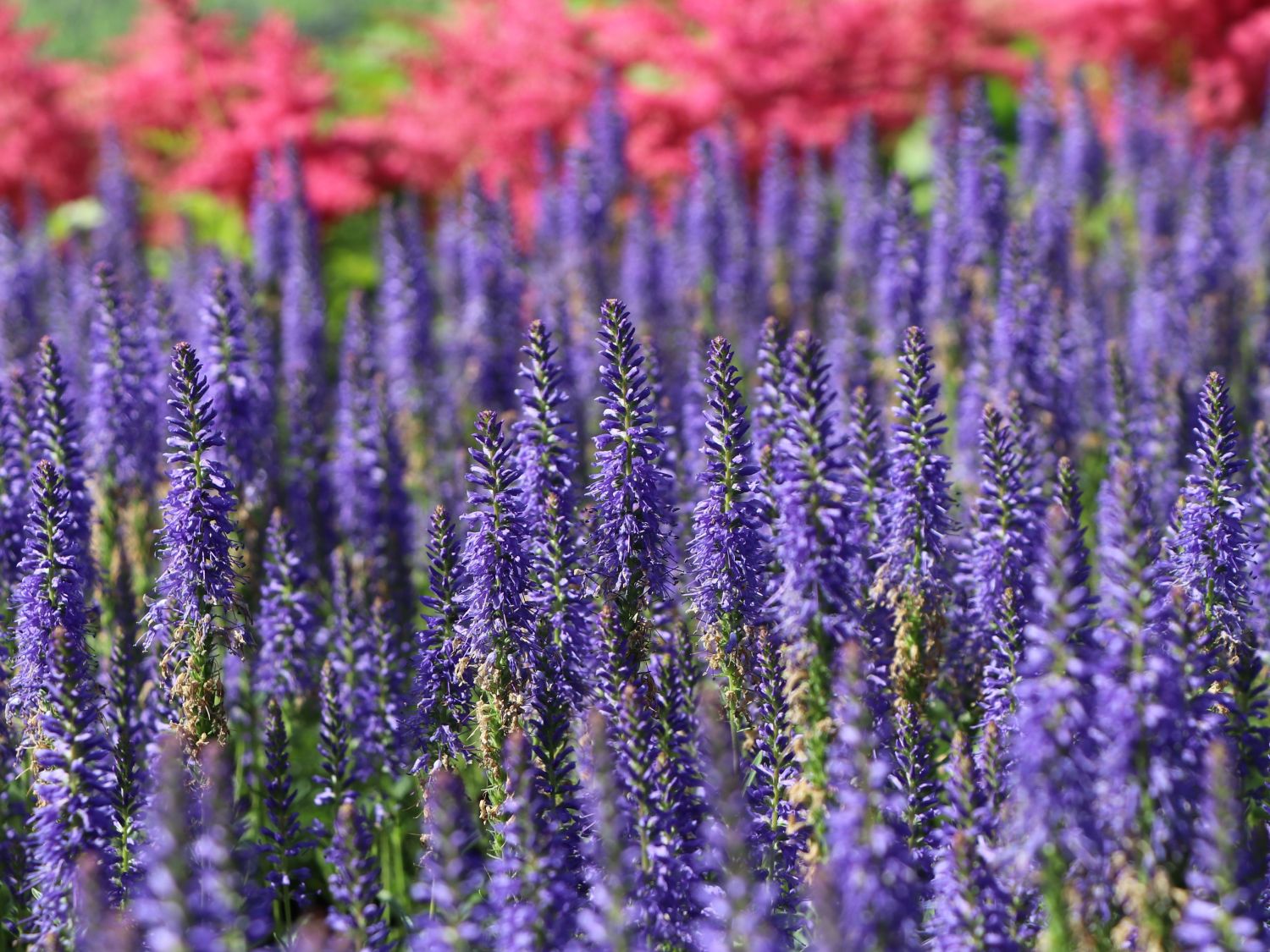 Scheinähriger Ehrenpreis 'Royal Candles Glory' Veronica spicata