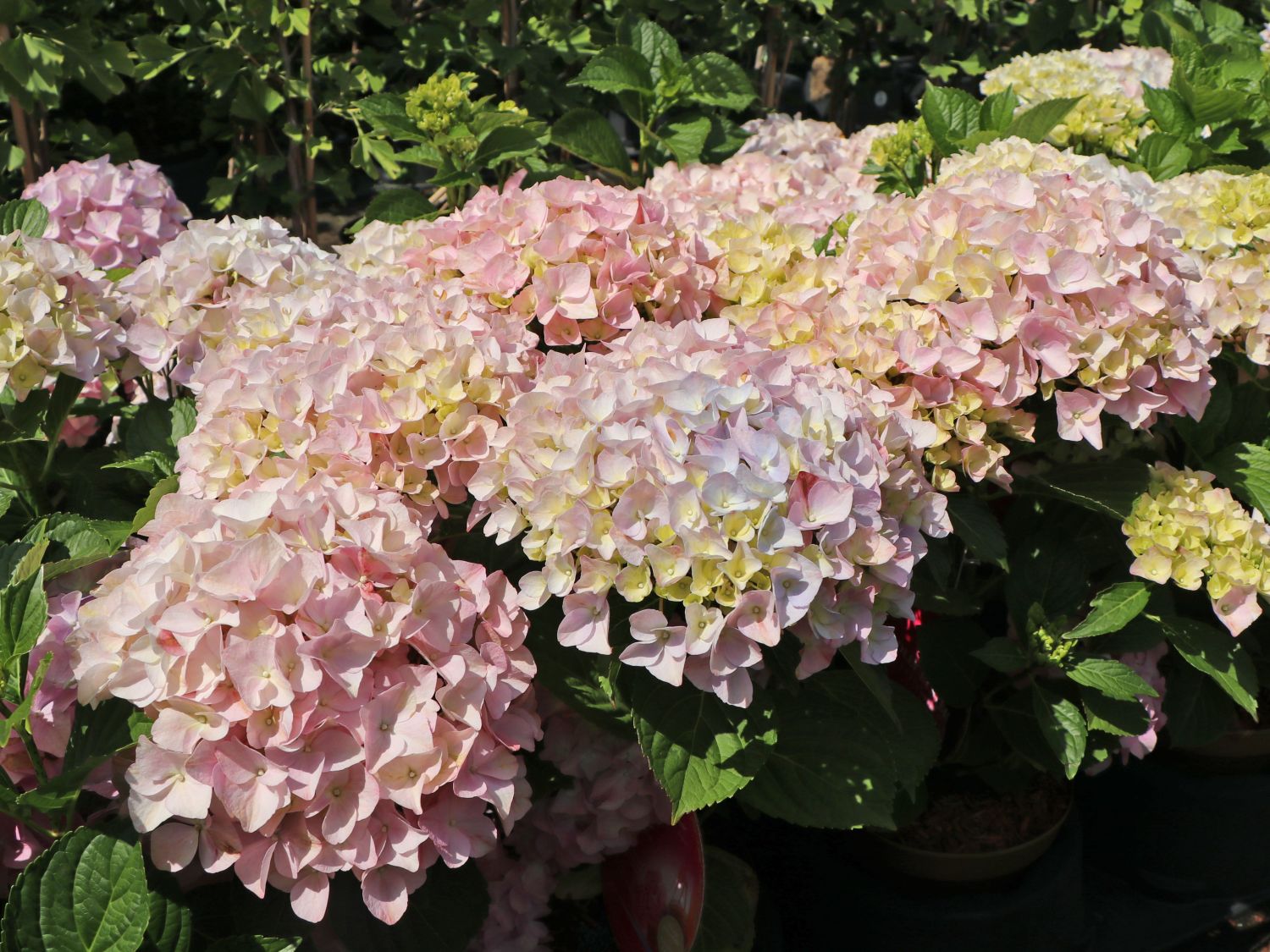 riesige Blüten kräftiger Wuchs Ballhortensie Dolly Buster® im goldenen 5 Liter Topf 