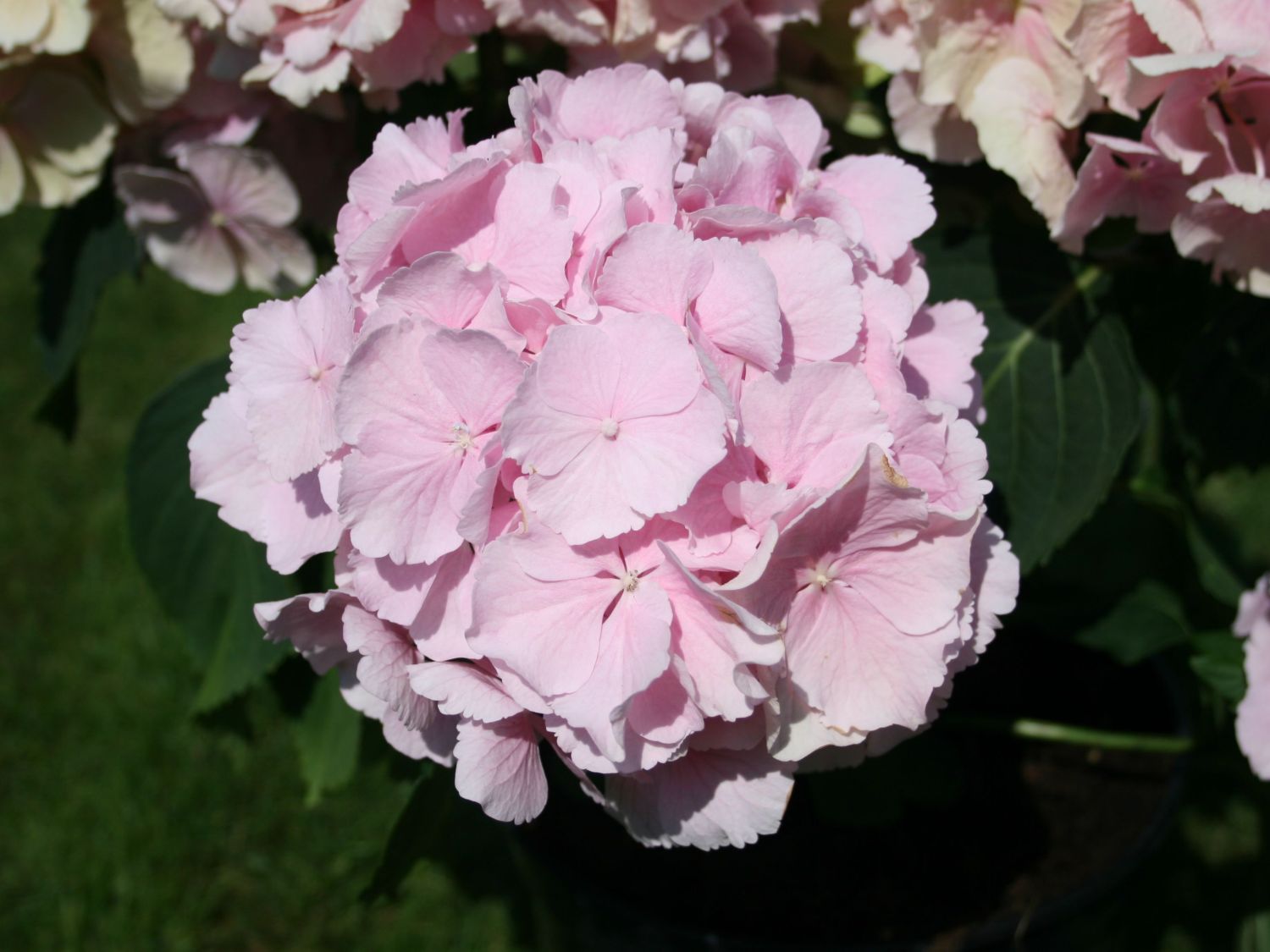 Ballhortensie Everbloom ® 'Pink Wonder' ® Hydrangea macrophylla