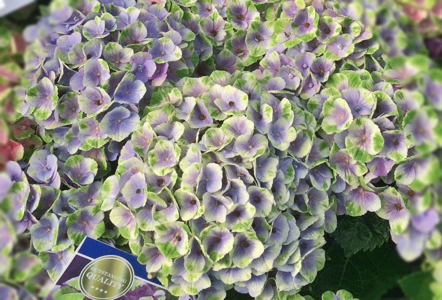 Ballhortensie Magical ® Four Seasons 'Amethyst ®' Blau Hydrangea