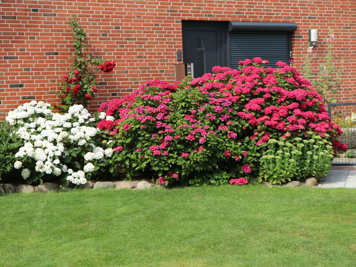 Ballhortensie 'Leuchtfeuer' - Hydrangea macrophylla 'Leuchtfeuer