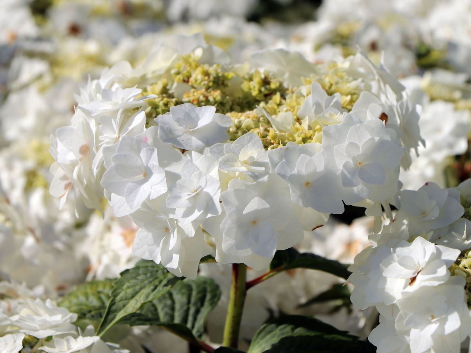 Hydrangea macrophylla WEDDING GOWN — Plant Wholesale FlorAccess