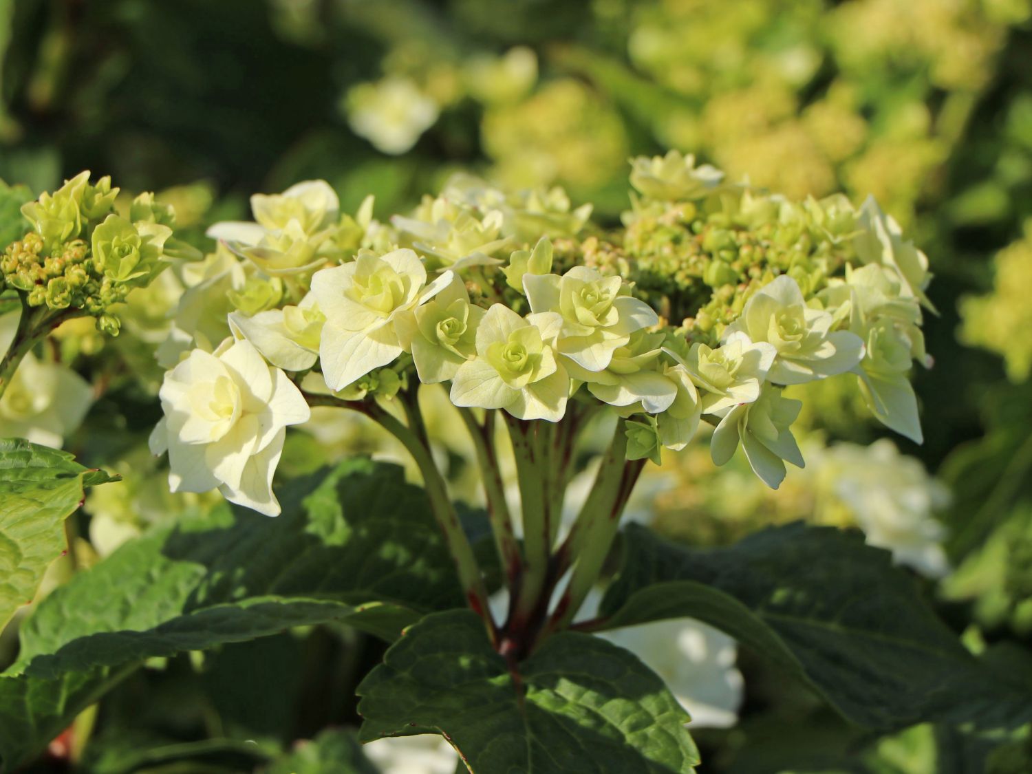 Hydrangea 'Wedding Gown' (23cm pot) - Ardcarne Garden Centre | Roscommon &  Boyle