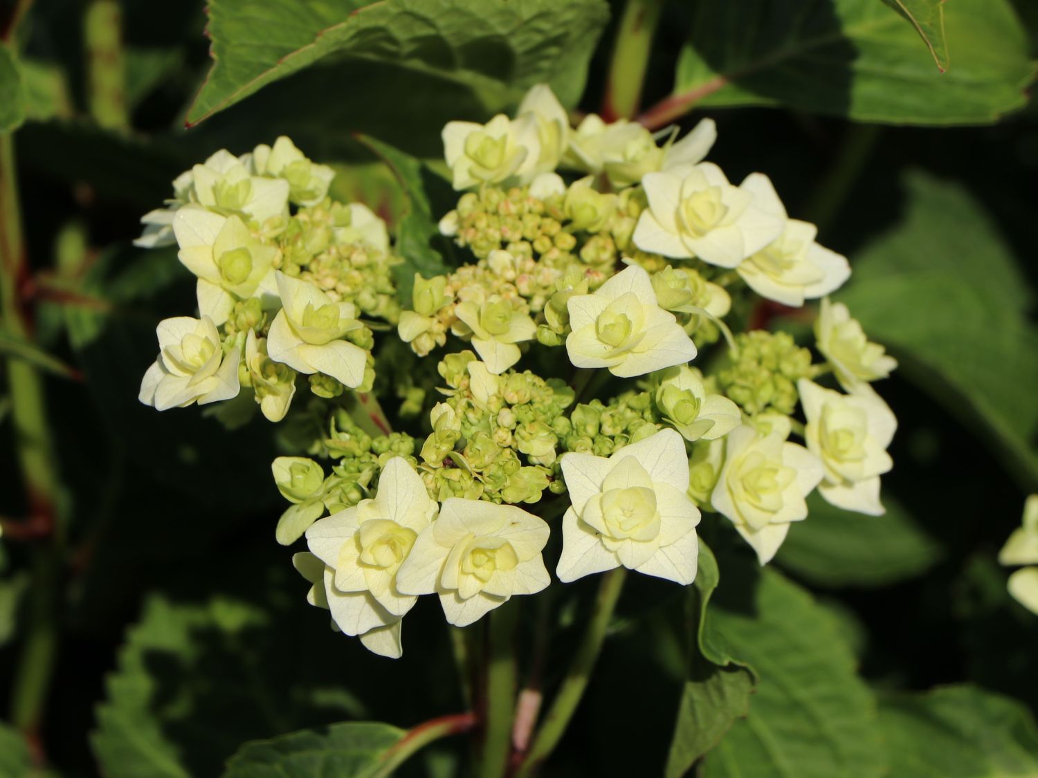 White Wedding Hydrangea | Shop Online with PlantsbyMail.com – Plants by Mail