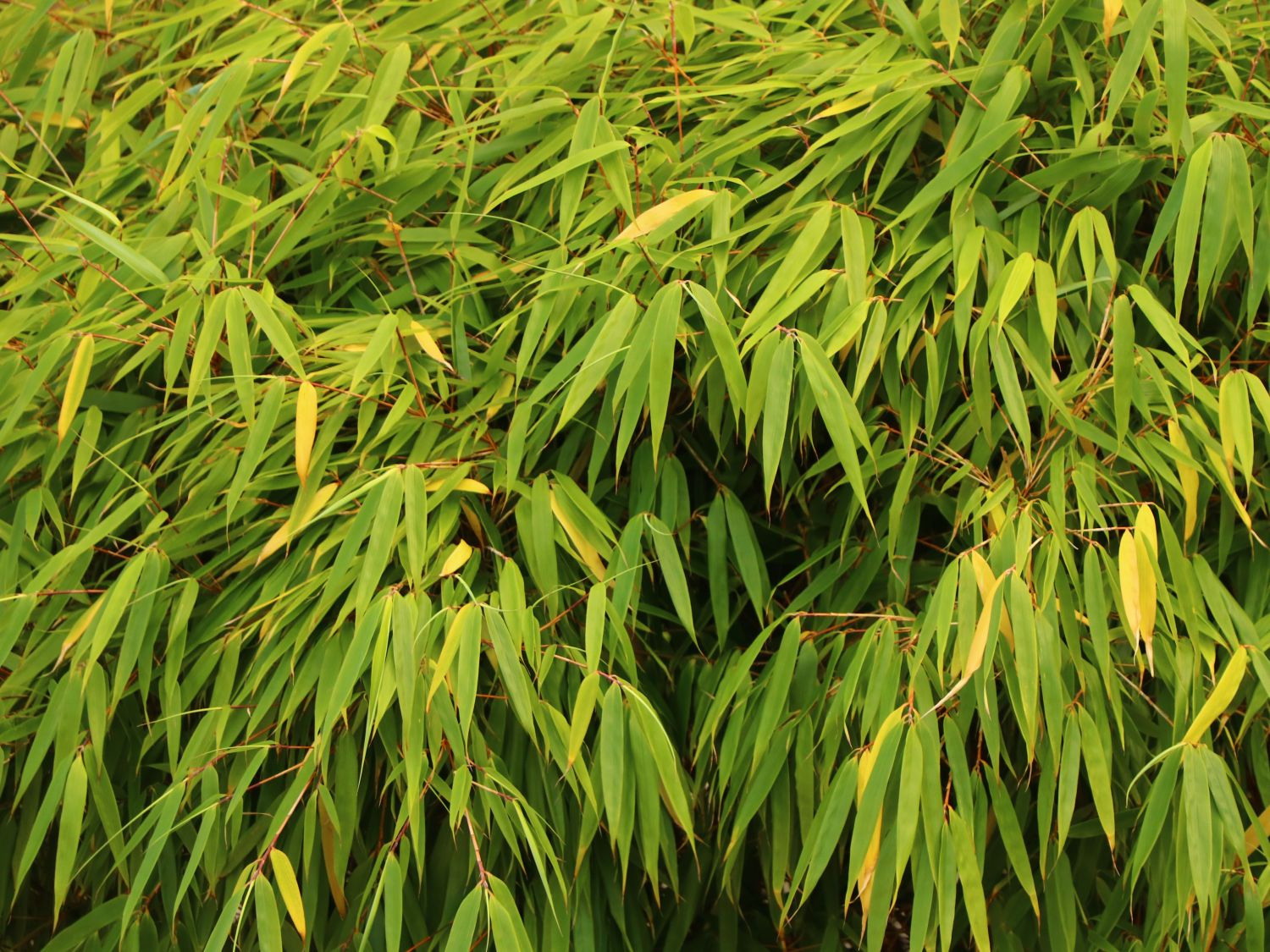 Bambus China Rohrgras Fargesia murielae Simba 40-60 cm hoch im 3 Liter Pflanzcontainer