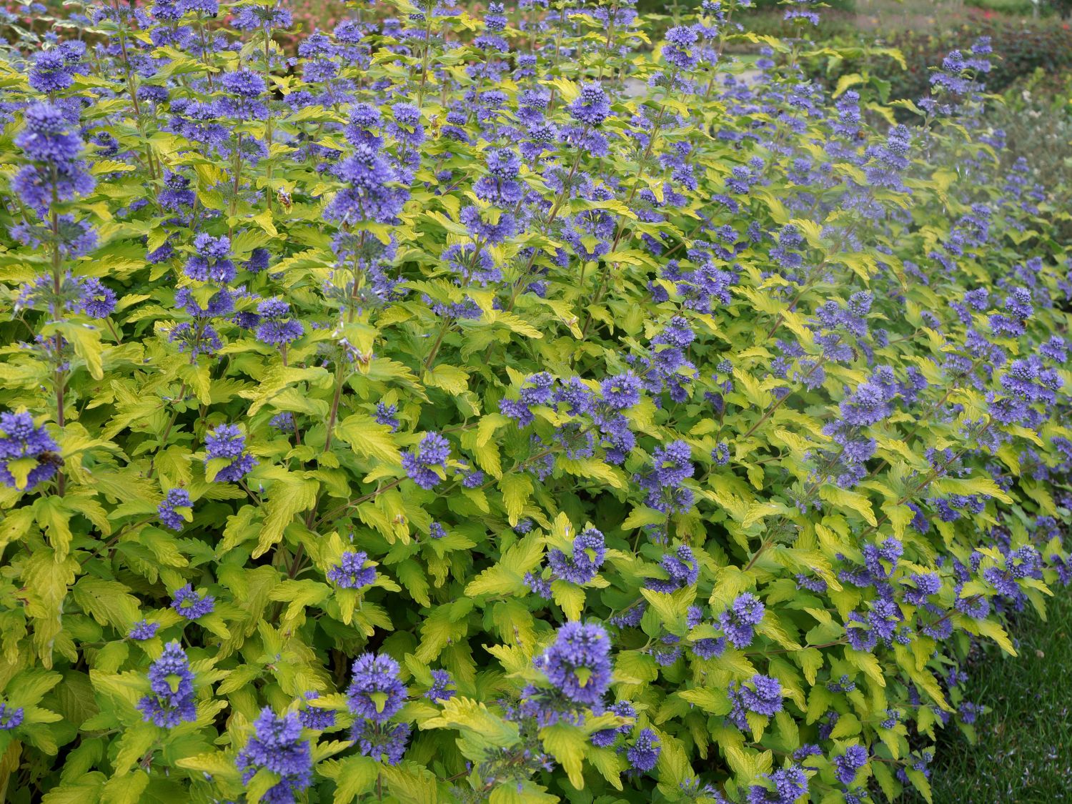 Bartblume 'Hint of Gold' - Caryopteris x clandonensis 'Hint of Gold'