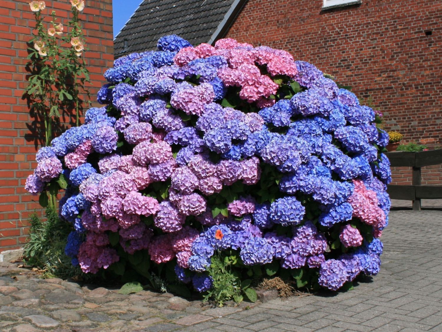 Ballhortensie 'Bouquet Rose' - Hydrangea macrophylla 'Bouquet Rose' -  Baumschule Horstmann