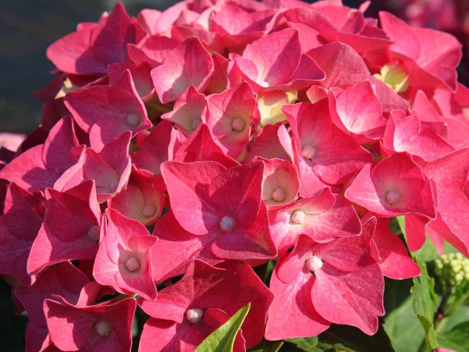 Hydrangea macrophylla 'Leuchtfeuer