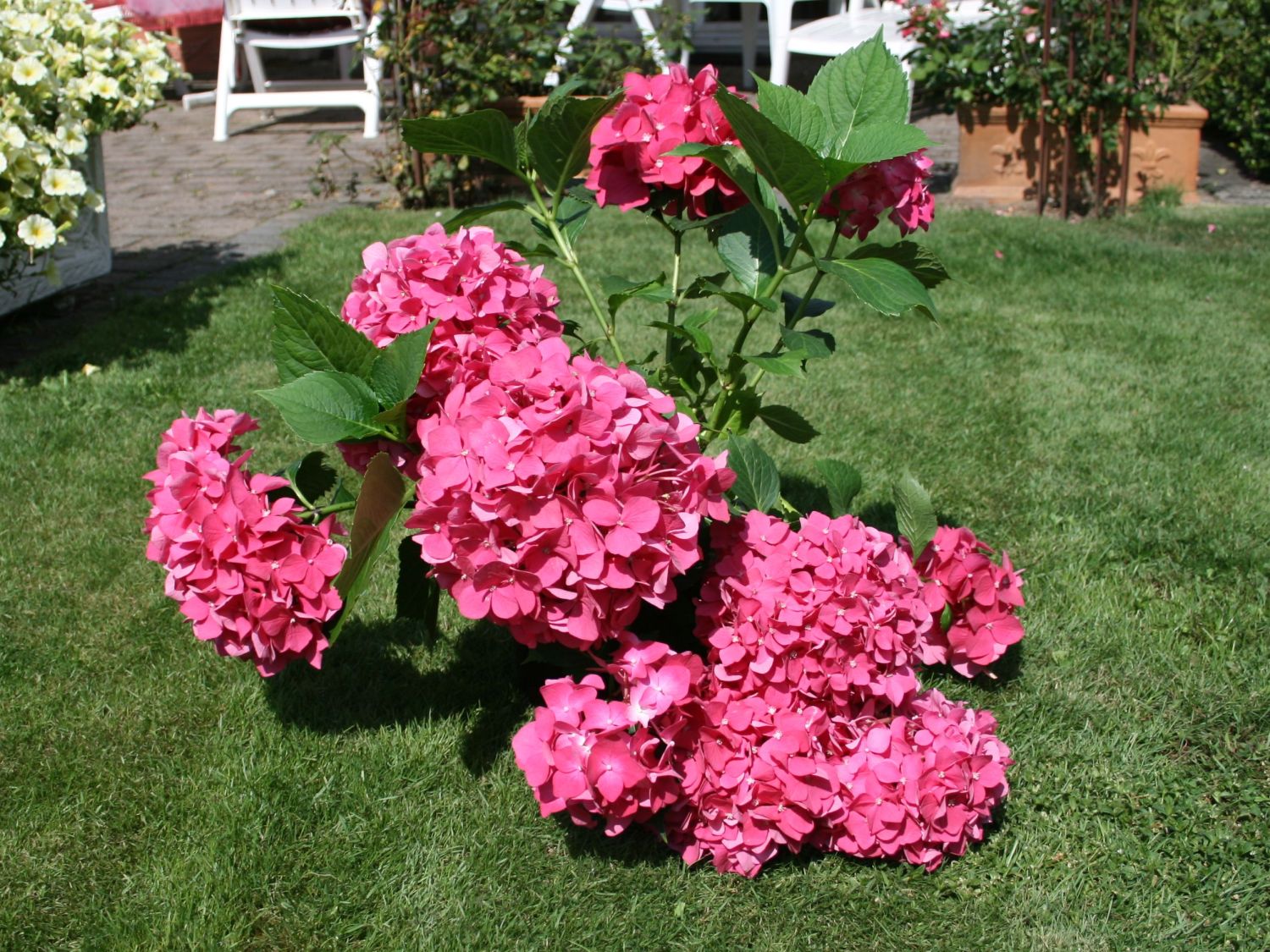 Ballhortensie 'Leuchtfeuer' - Hydrangea macrophylla 'Leuchtfeuer