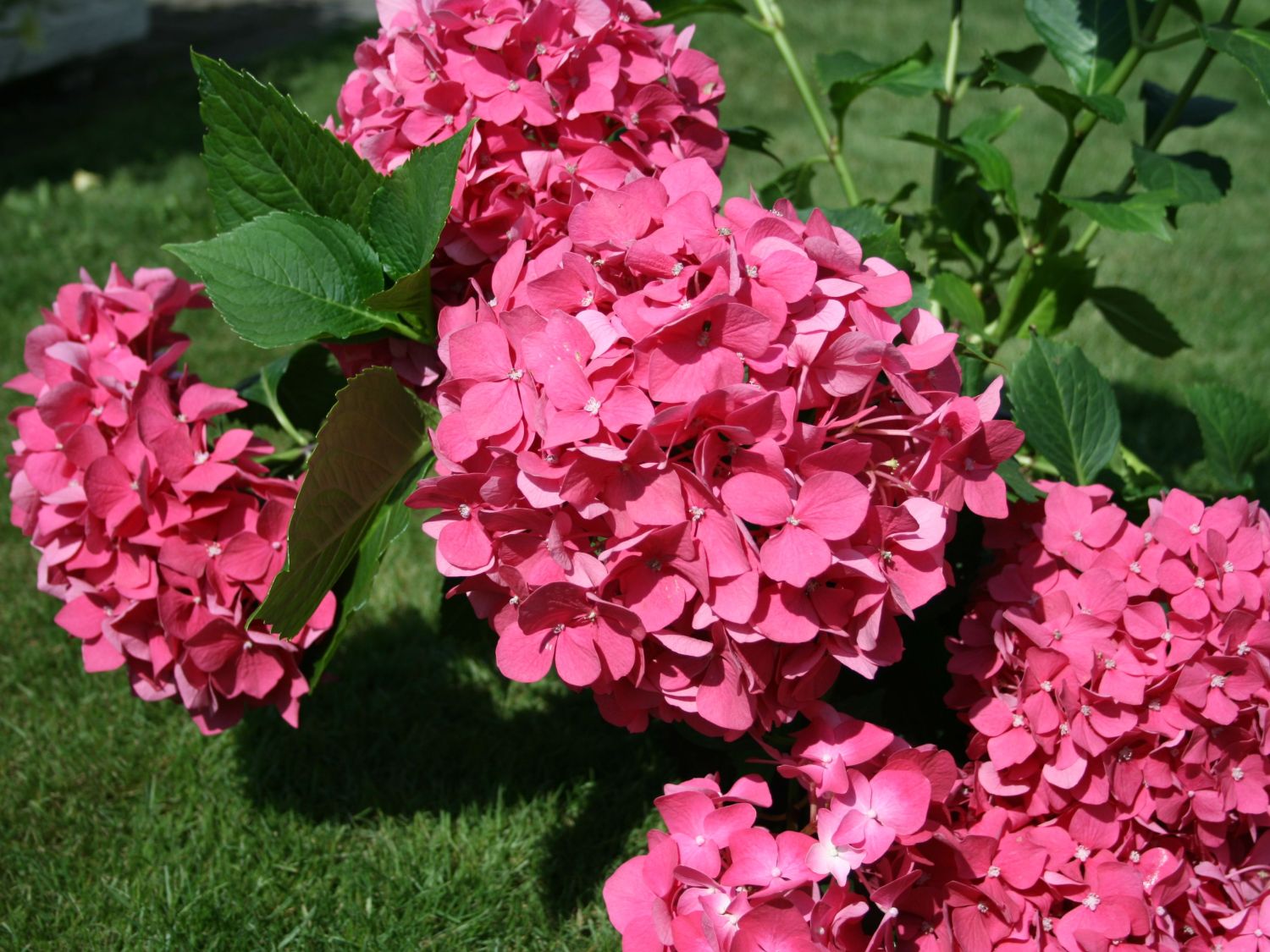 Hydrangea macrophylla 'Leuchtfeuer