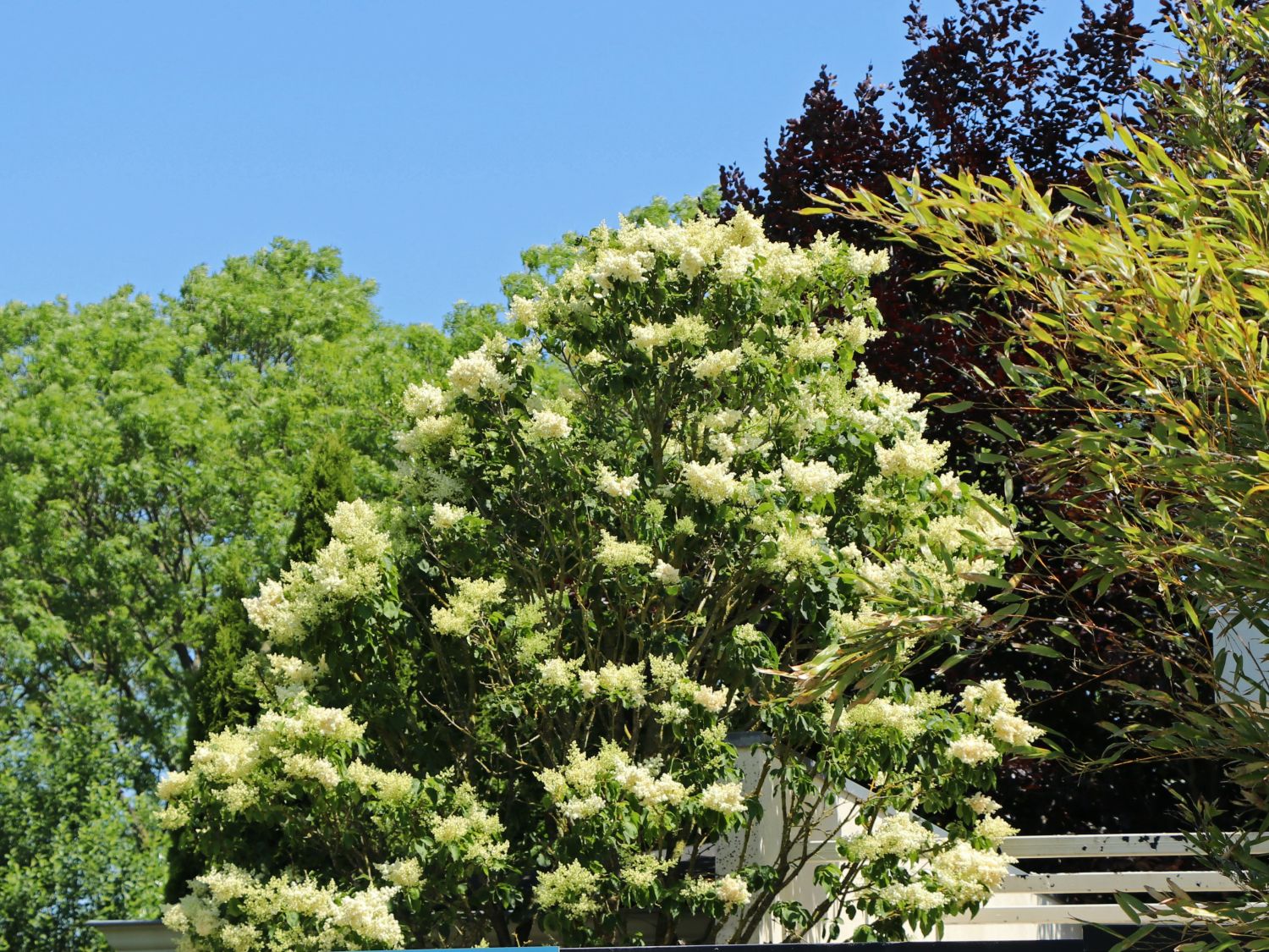 Baumflieder - Syringa reticulata