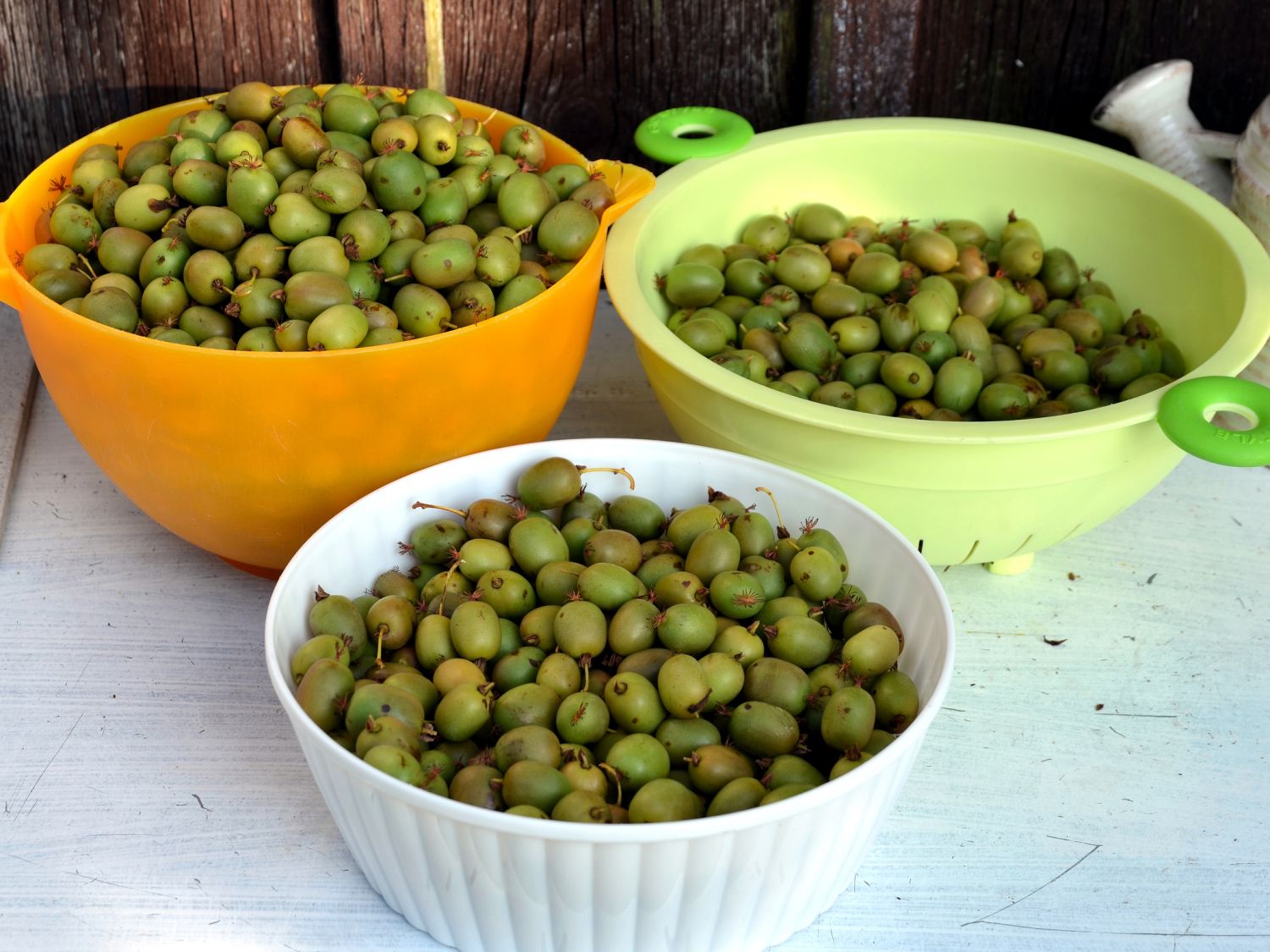 Bayern-Kiwi 'Weiki' ® (Kiwipaket 1x männlich & 1x weiblich) - Actinidia  arguta 'Weiki' ® (Kiwipaket 1x männlich & 1x weiblich) - Baumschule  Horstmann