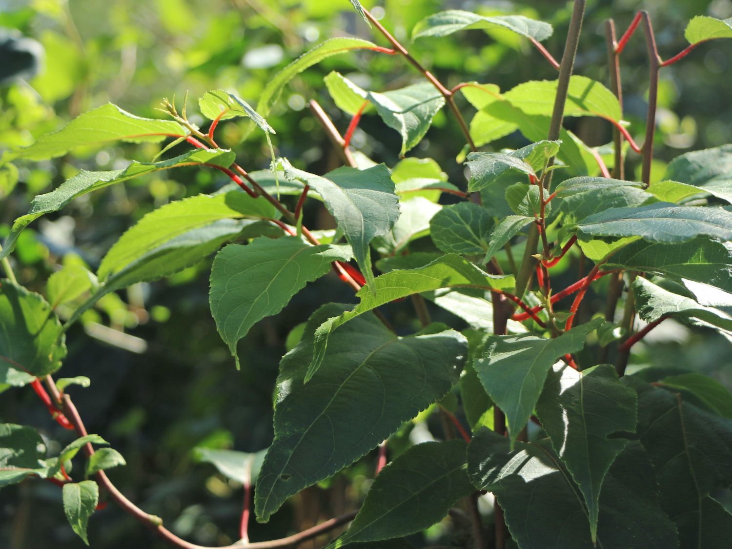 Bayern-Kiwi 'Weiki' ® (Kiwipaket 1x männlich & 1x weiblich) - Actinidia  arguta 'Weiki' ® (Kiwipaket 1x männlich & 1x weiblich) - Baumschule  Horstmann