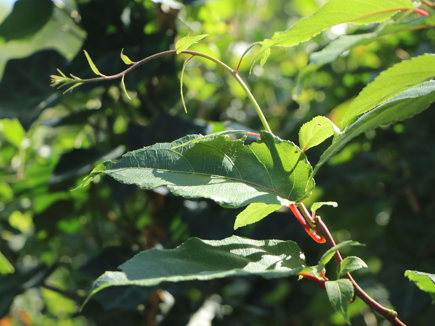 Bayern-Kiwi 'Weiki' ® (Kiwipaket 1x männlich & 1x weiblich) - Actinidia  arguta 'Weiki' ® (Kiwipaket 1x männlich & 1x weiblich) - Baumschule  Horstmann