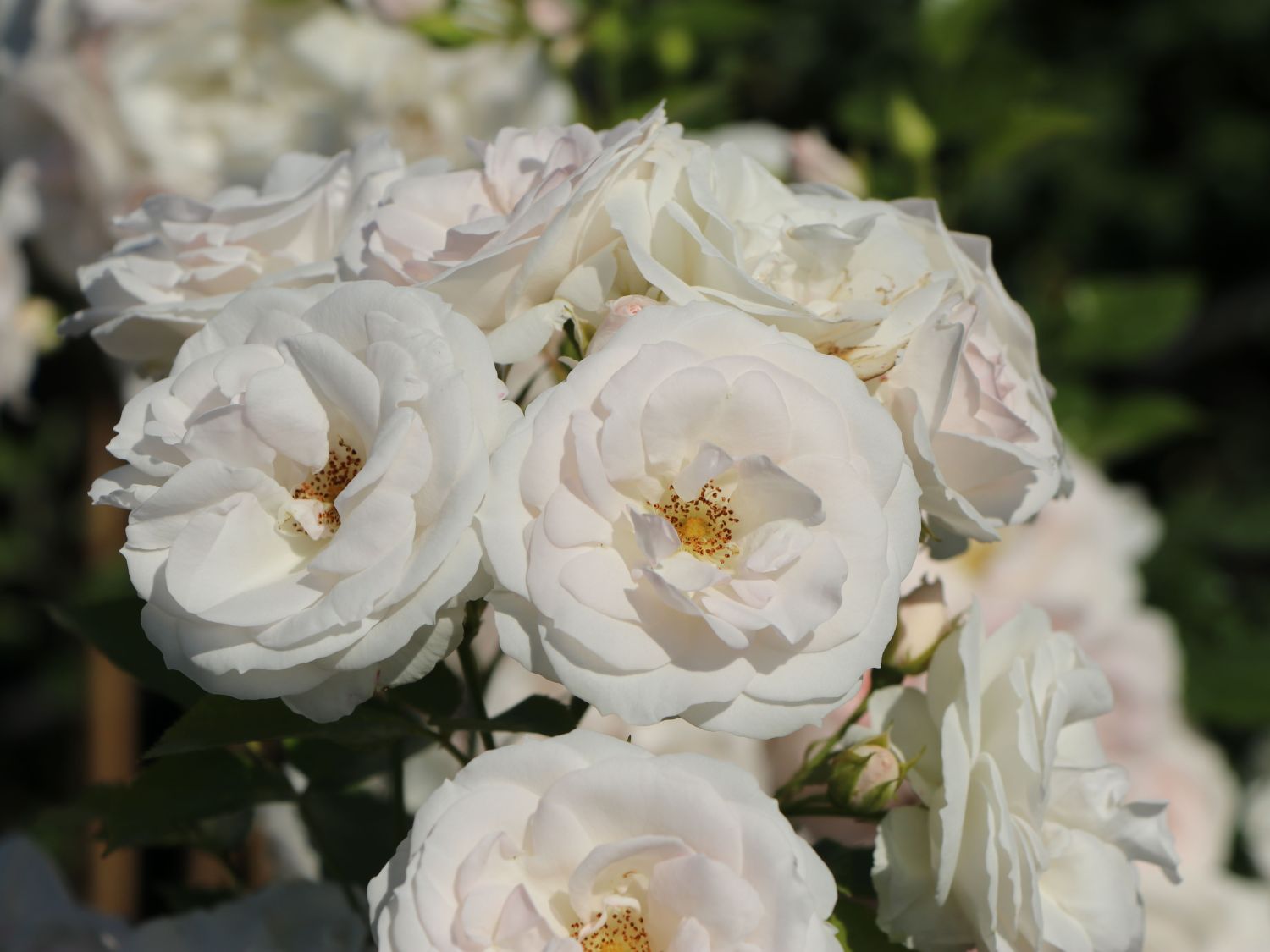 von Garten Schlüter Pflanzen in Top Qualität Weiße Rose Pflanze Winterhart Halbschattig gesundes Laub Beetrose weiße Blüten Rose Aspirin Rose®