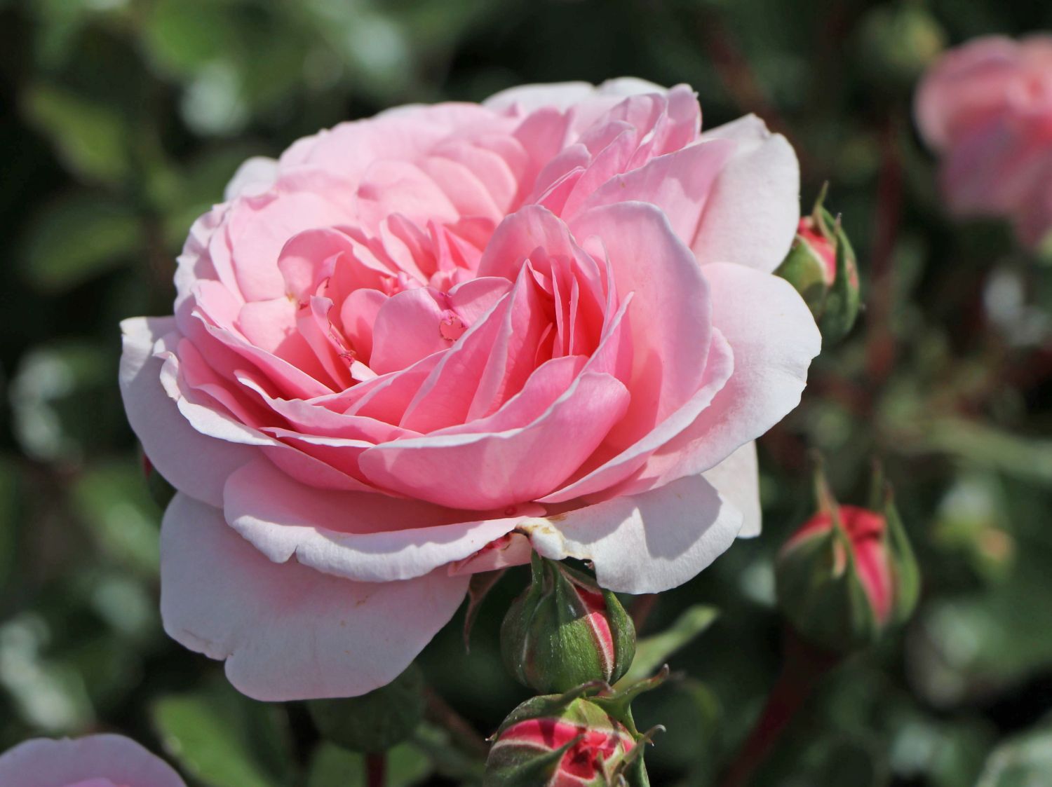 Beetrose Home Garden Schonste Rosen Expertenwissen