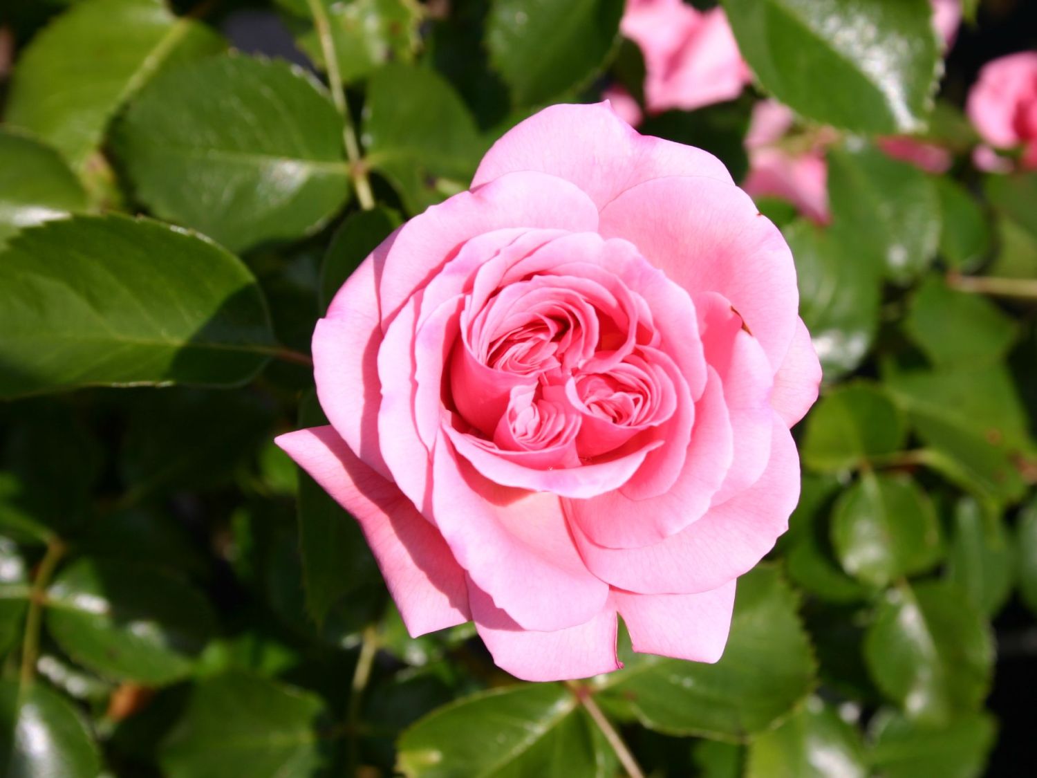 Beetrose Home Garden Schonste Rosen Expertenwissen