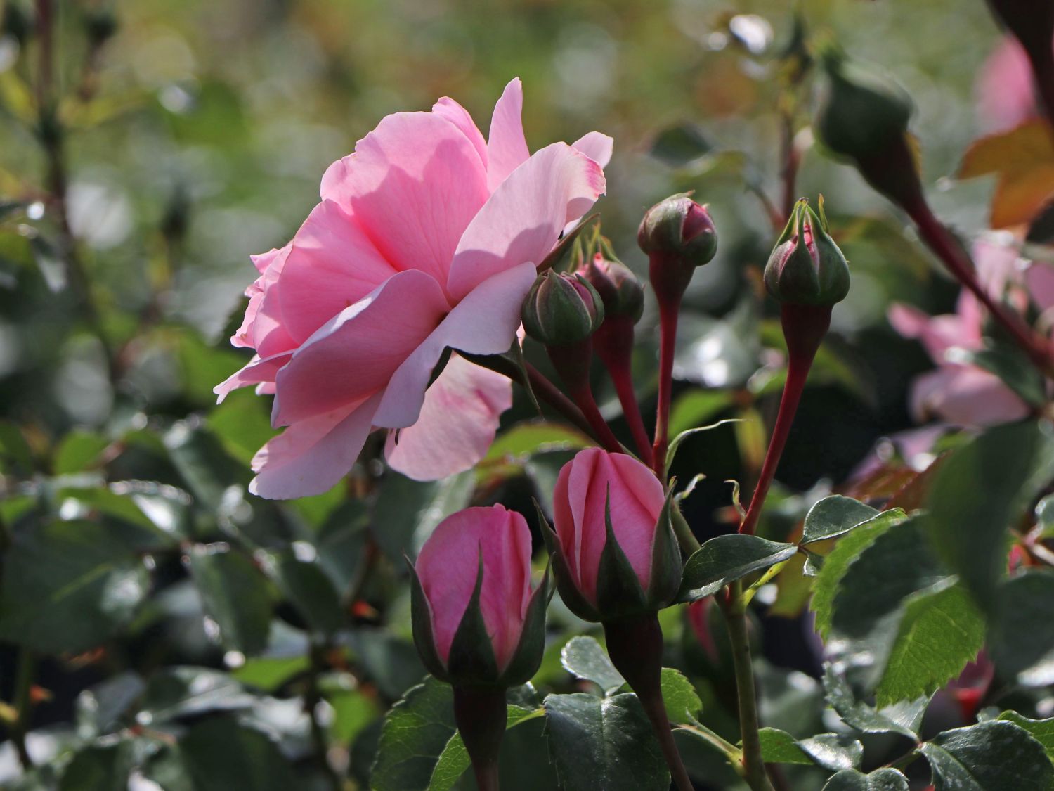 Beetrose Home Garden Schonste Rosen Expertenwissen