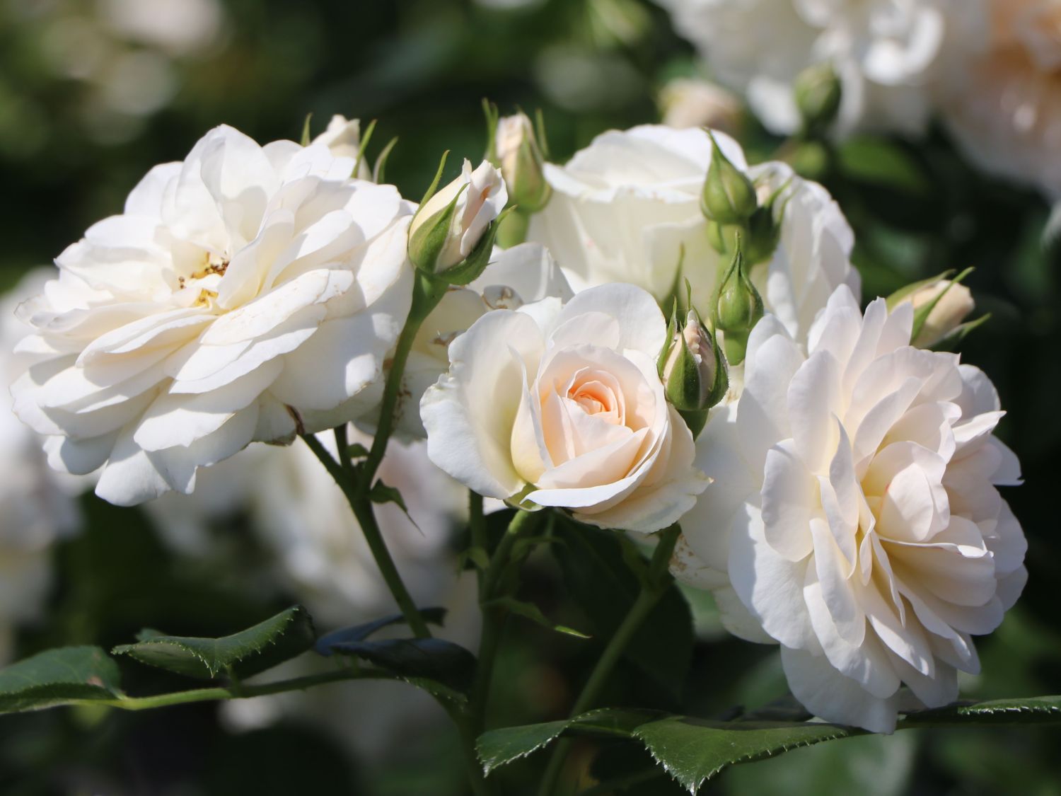 Zeichnen rose mit dornen Rose zeichnen