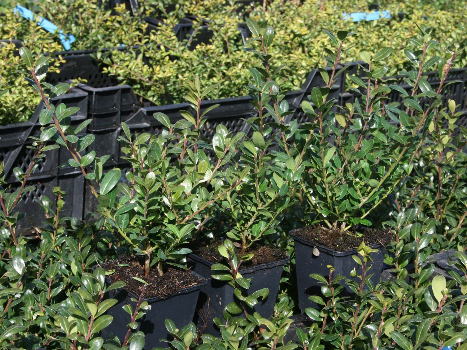 Berg-Ilex 'Caroline Upright' - Ilex crenata 'Caroline Upright' - Baumschule  Horstmann