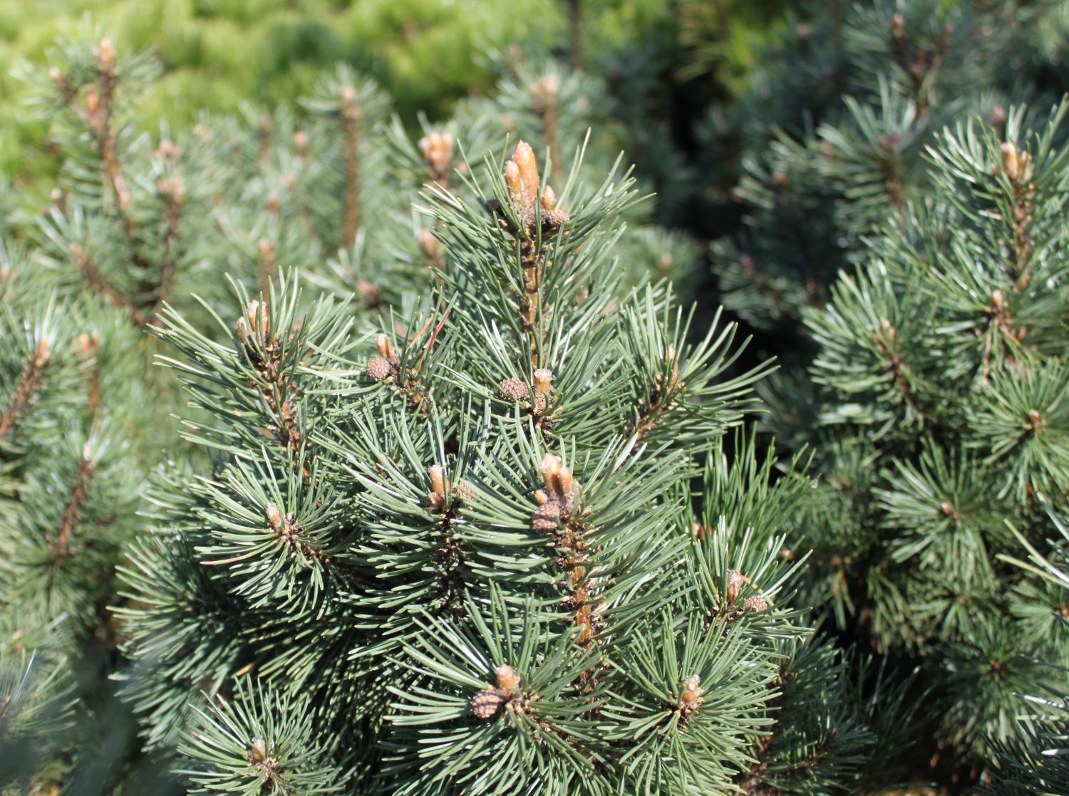 Bergkiefer 'Columbo' - Pinus mugo 'Columbo'