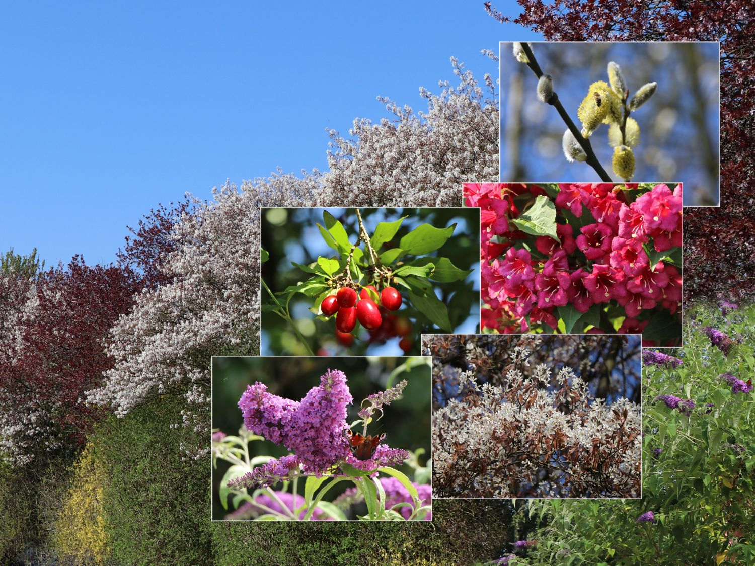 - Bienen-Nährgehölz-Hecke Hecke Baumschule bienenfreundliche fällt - aus Pflanzen 10 auf! Diese Horstmann