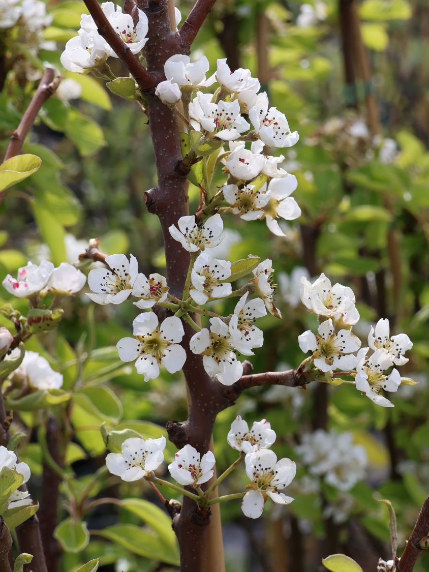 Birne 'Abate Fetel' / 'Abbé Fétel' - Pyrus communis 'Abate Fetel