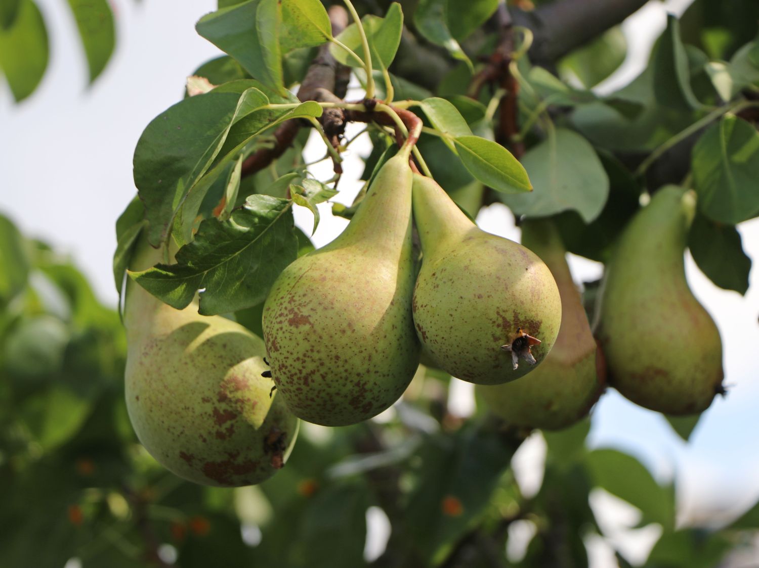 Birne \'Conference\' - Pyrus communis \'Conference\' - Baumschule Horstmann | Obstbäume & Gemüsepflanzen