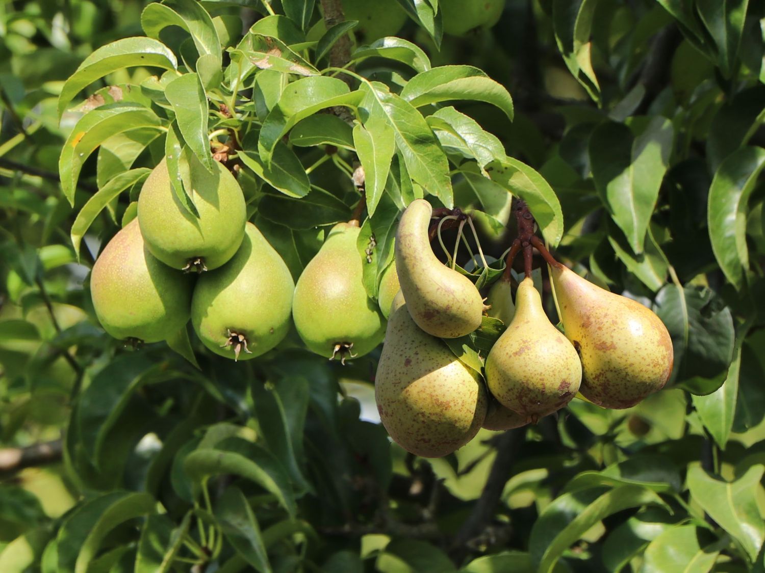 Birne im Duo &amp;#39;zwei Sorten an einem Strauch&amp;#39; - Pyrus communis &amp;#39;z. B ...