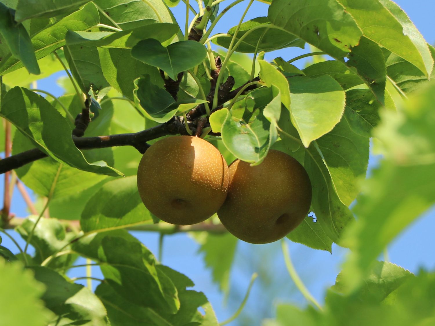 Birne Nashi 'Hosui' - Pyrus pyrifolia 'Hosui' - Baumschule Horstmann