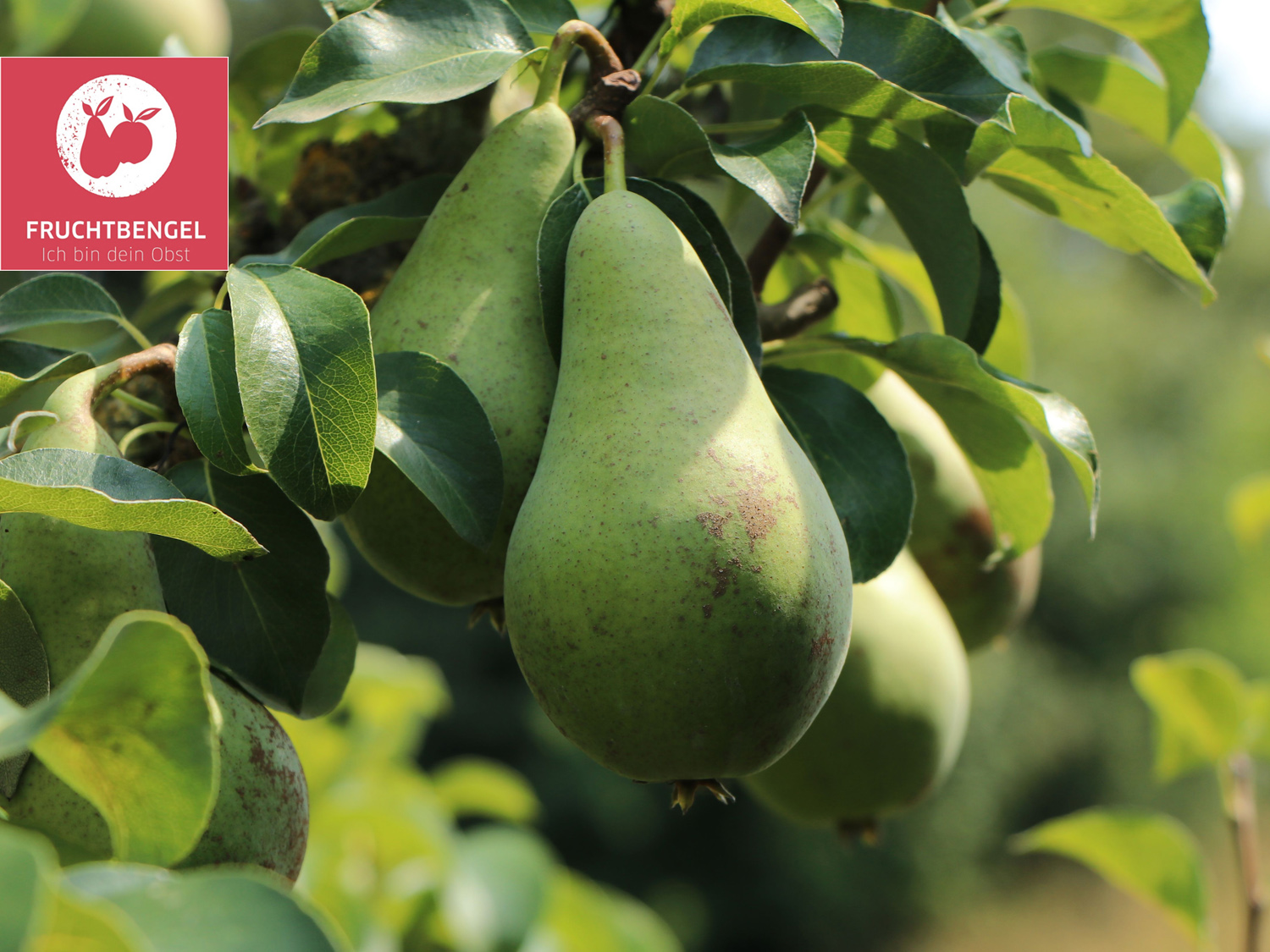 Birne &amp;#39;November Birne&amp;#39; Fruchtbengel ® - Pyrus communis &amp;#39;November Birne ...