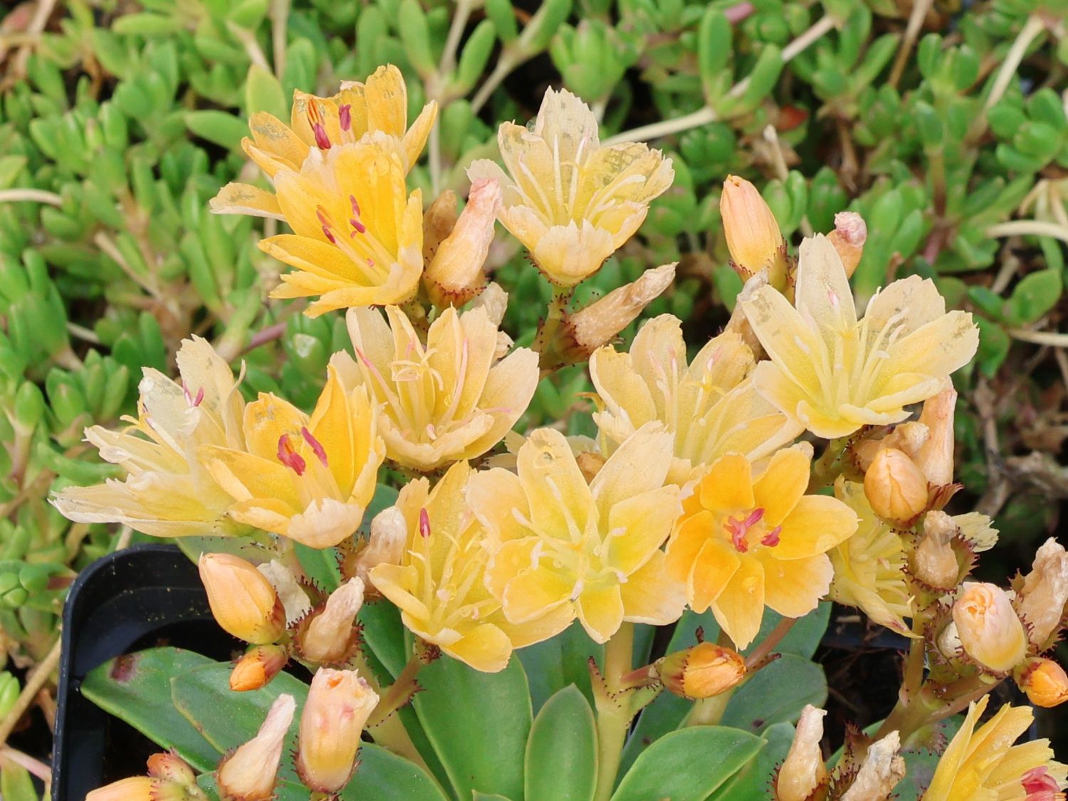 Bitterwurz 'Little Mango' - Lewisia longipetala 'Little Mango'