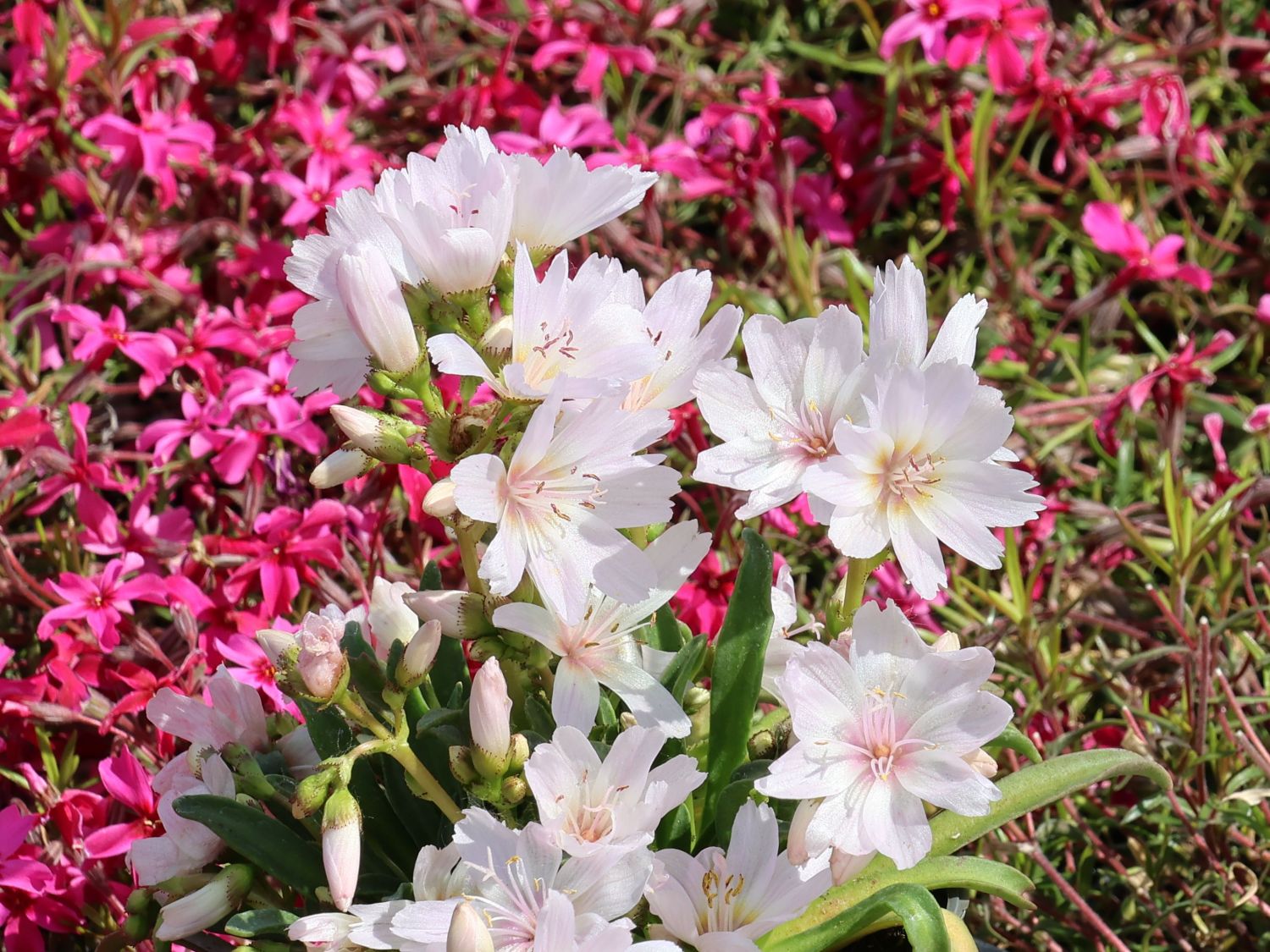 Bitterwurz 'Little Snowberry' - Lewisia longipetala 'Little Snowberry'