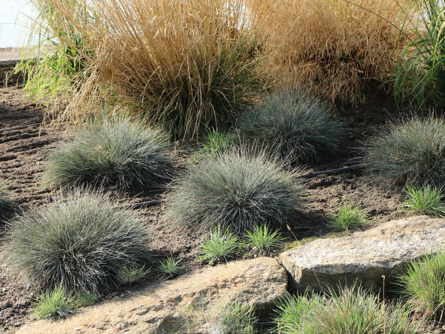 Schwingel (Festuca) Infos & Pflanzen dieser Gattung