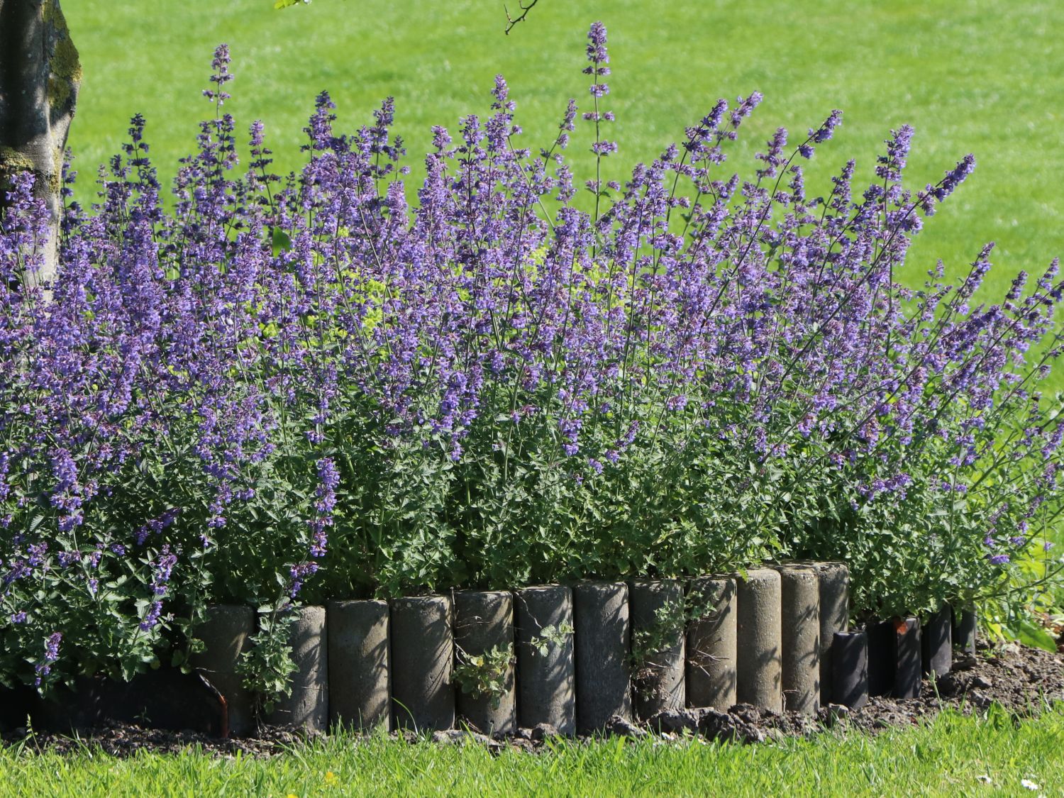 Deinen Katzenminze (Nepeta x faassenii) für Garten! Blaue