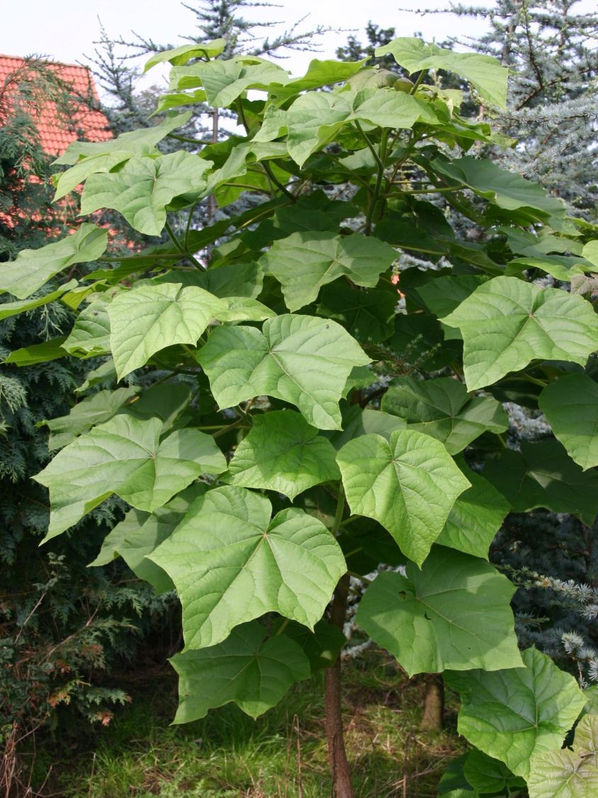 Blauglockenbaum Paulownia tomentosa Baumschule Horstmann