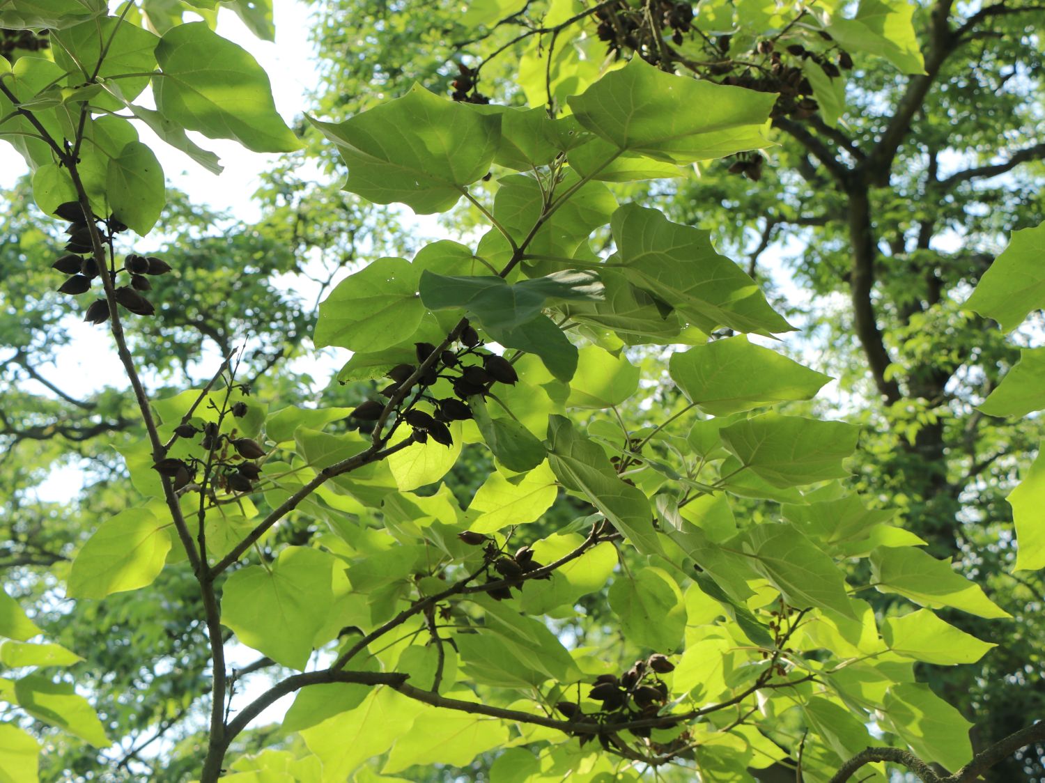 Blauglockenbaum Paulownia tomentosa 1000 Samen