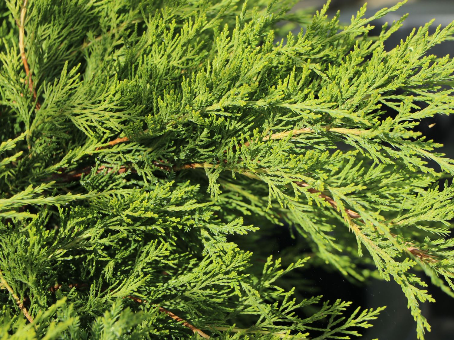 Mooswacholder Rockery Gem Juniperus sabina Rockery Gem 