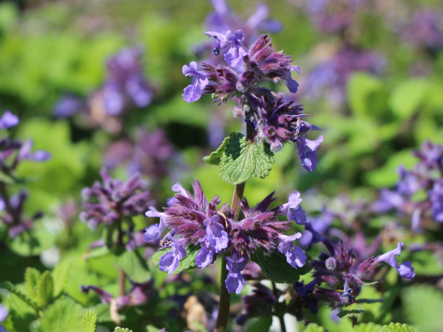 Cataire à odeur de citron - Nepeta cataria