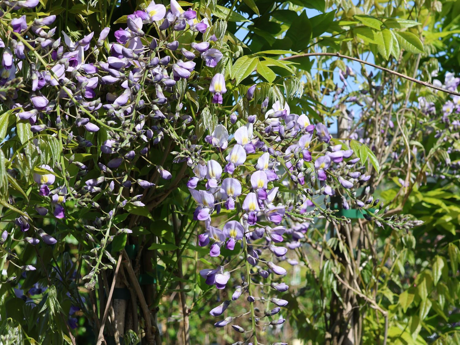 Blauregen 'Domino' - Wisteria floribunda 'Domino' - Baumschule Horstmann