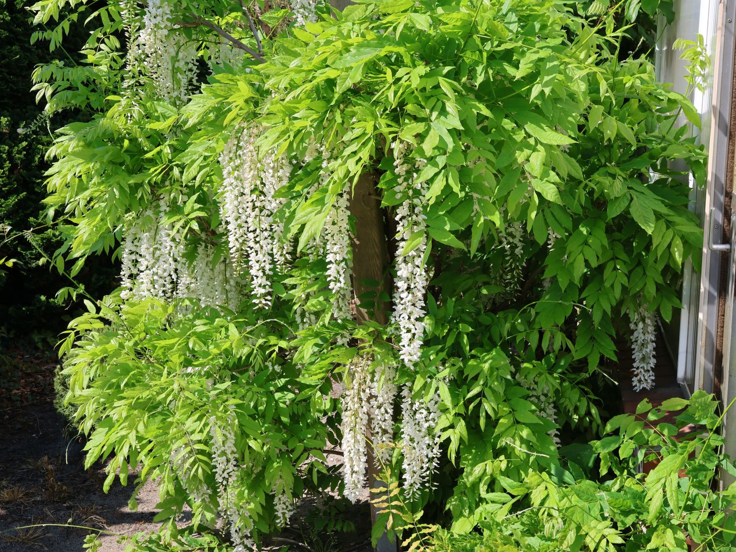 berg mammutbaum bonsai anzucht Seedeo® Anzuchtset Berg-Mammutbaum (Sequoiadendron giganteum) main image 1
