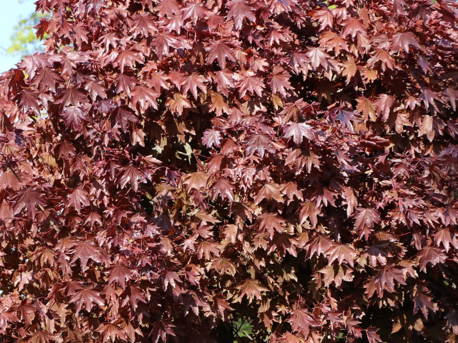 érable hauteur: 170-180 cm Acer Crimson Sentry engrais! stämmchen Blutahorn