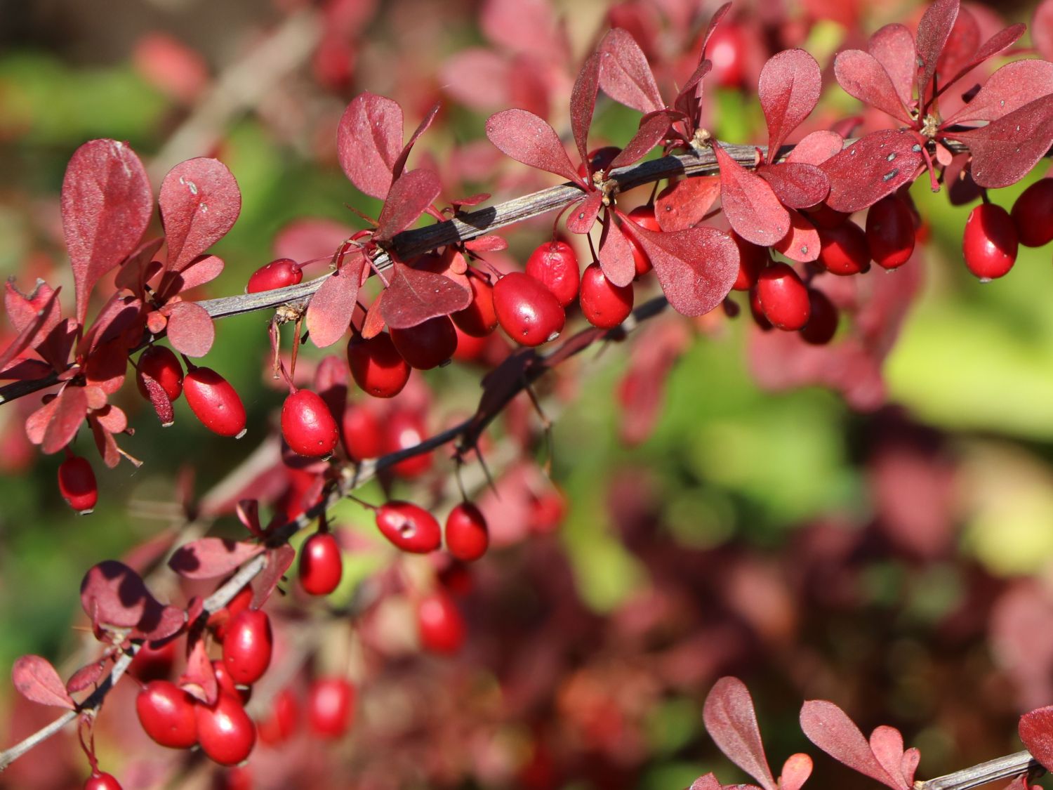 2 cm hoch, 10 kräftig rote Blütensträucher als Solitär oder Hecke