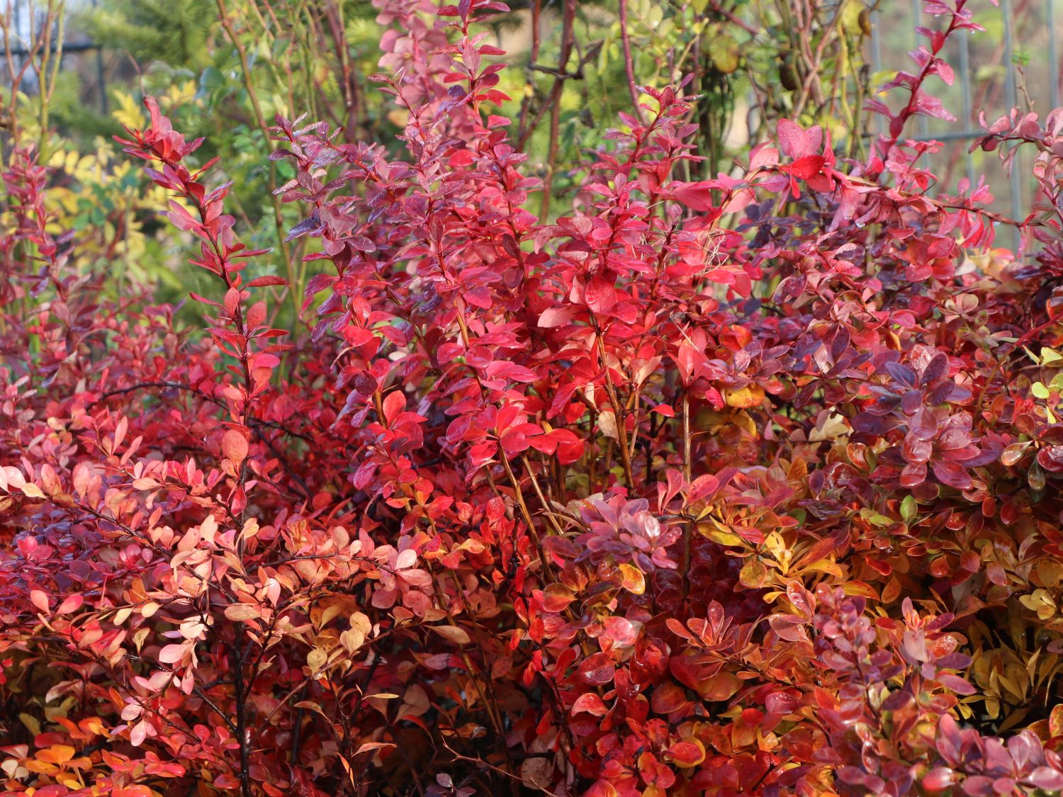 Berberis Thunbergii Atropurpurea Harlekin -Fotos Und -Bildmaterial In