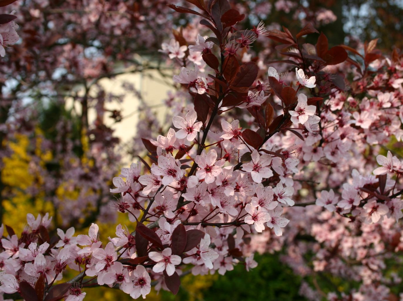 Blutpflaume \'Nigra\' - Prunus cerasifera \'Nigra\' - Baumschule Horstmann